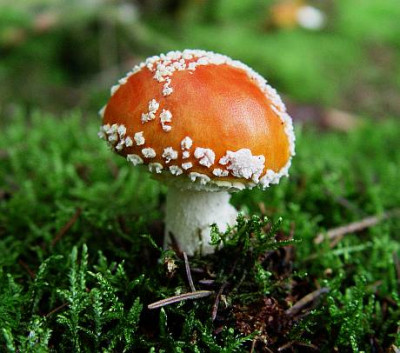 Pilz9.jpg