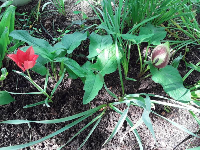 Arum.jpg