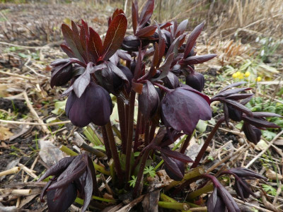 Helleborus schwarz 230308 k.jpg