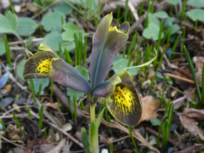 Iris reticulata 'Down to Earth' 230216 k.jpg