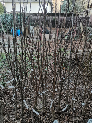 Obstbäume eingeschlagen.jpeg