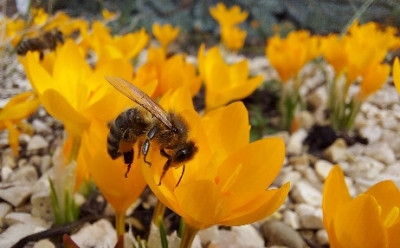 20210218_Crocus mit Biene.jpg