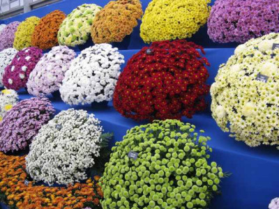 Chrysanthemen08_dogwood.jpg