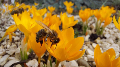 20210218_Crocus mit Biene2.jpg