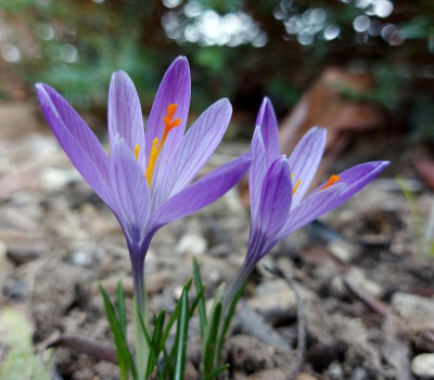 20230302_Crocus Wildart2.jpg