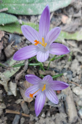 20230302_Crocus Wildart3.jpg