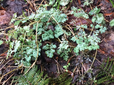 2023-03-09 Corydalis ochroleuca.jpg
