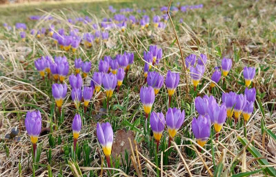 20230309_Crocus sieberi ssp sublimis Tricolor.jpg