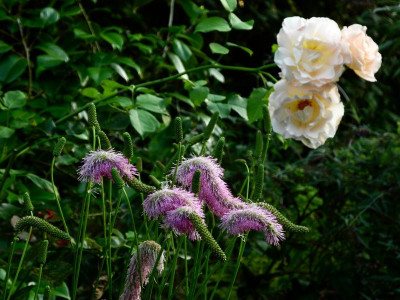 2019-08-22 Südgarten.JPG