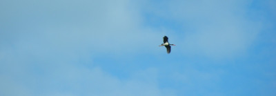 ciconia_nigra1.jpg