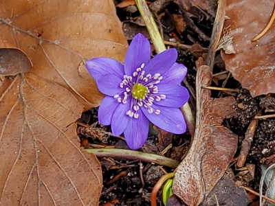 Hepatica Sämling mehr Petalen.jpg