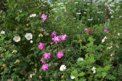 Rosa_pimpinellifolia.21-1.jpg