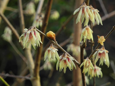 Chimonanthus praecox 2023-02-21 (1).jpg