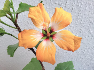 Hibiskus Blush.jpg