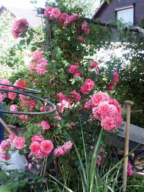 Rosarium_Uetersen2.jpg