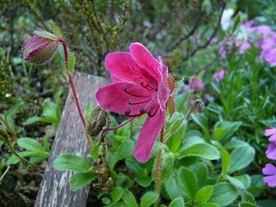 Rhododendron_camtschaticum__fars_2008.jpg