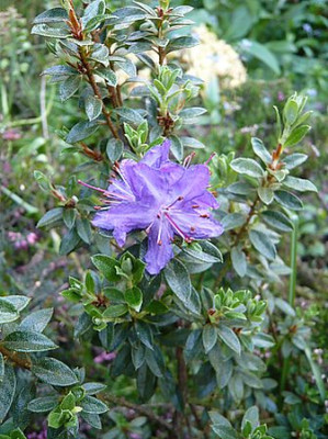 Rhododendron_nitidulum_var._omeiense_fars_2008.jpg