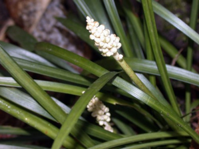 Liriope002.jpg