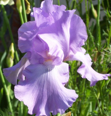 000_2710_Mary_Frances.jpg