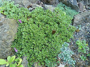 Rhododendron_calostrotum_subsp._keleticum_radicans_2_fars_2008.jpg