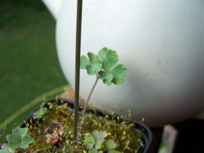100_1205_Blatt_Aquilegia_Hybr._semiaquilegia_evtl.__800.jpg
