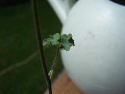 100_1209_Blatt_2__800.jpg