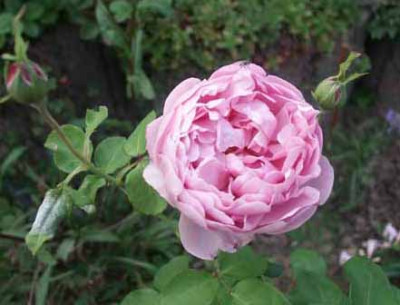 Ch.R._MacIntosh__10.9.04.jpg