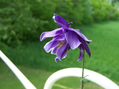100_1206_AUILEGIA_non-id._Blute__800.jpg