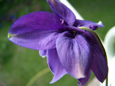 100_1207_AQUILEGIA_-_head___800.jpg
