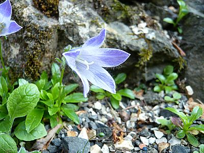 Campanula_chamissonis_fars_2008.jpg