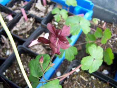 100_1224_AUILEGIA_formosa_angeblich_800.jpg