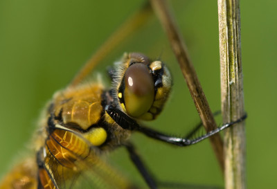 Libelle-Headset.jpg