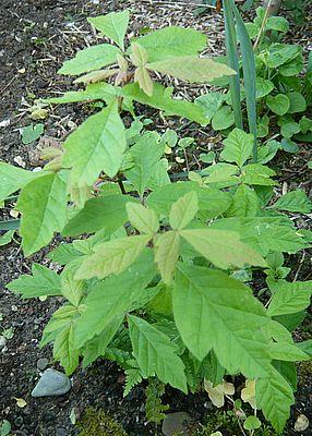 Acer_griseum_2_fars_2008.jpg