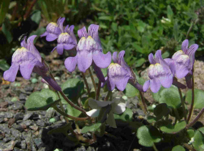 Cymbalaria_pallida.jpg