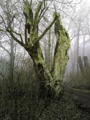 baum.4.jpg