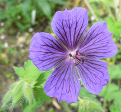 Geranium_ibericum_Vital.jpg