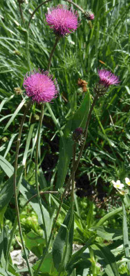 Carduus_cf_defloratus.jpg