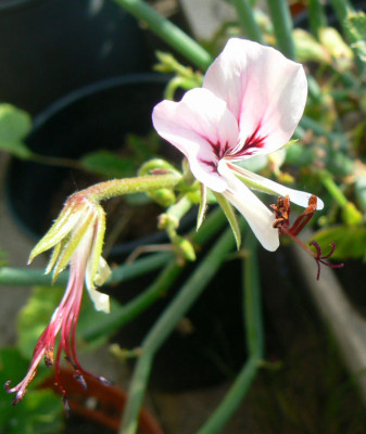 Pelargonium_tetragonum_08_05_24.jpg