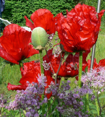 Mohn_Mai.jpg