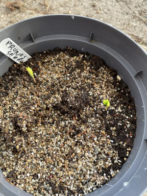 Prunus serrula Germination March 2023.jpg