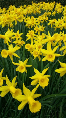 Narcissus Peeping Tom_01.jpg