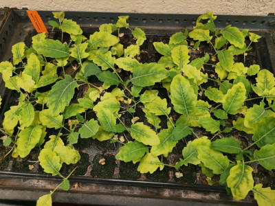 Kohlrabi Schadbild.jpeg