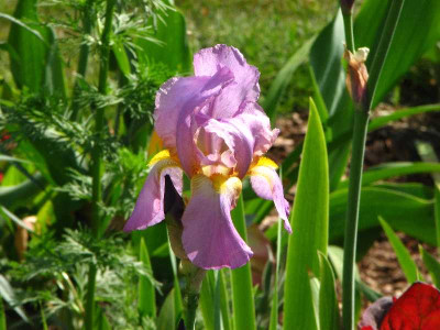 iris_rosa-gelb_2008.jpg