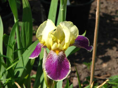 falsche_vingolf__cf._prinzessin_viktoria_luise2_2008.jpg