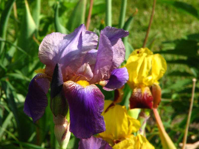 iris_knallbunt.jpg