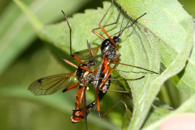 Tanyptera_atrata_-_Holzschnake_05b_Paarung_OS-Wallenhorst_Tongrube.jpg