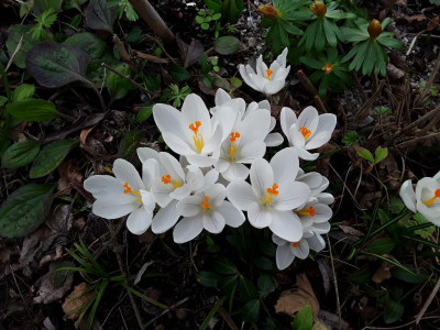 CrocusWetter.jpg