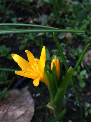 2023-03-13 Colchicum luteum.jpg