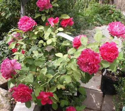 Sophies_Rose.jpg