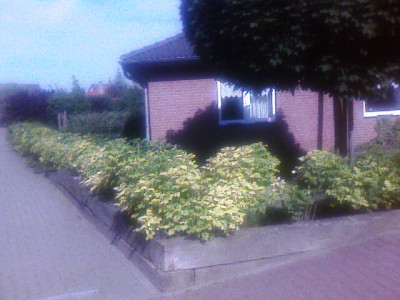 Garten_-_gelb_werdende_rugosa1_-_25-05-08.jpg